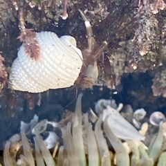 Neogastropoda