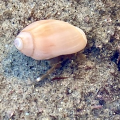 Neogastropoda