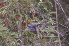 Platycercus eximius x adscitus