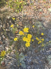 Chrysopsis scabrella