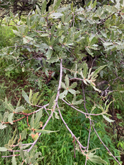 Quercus emoryi