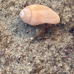 Neogastropoda