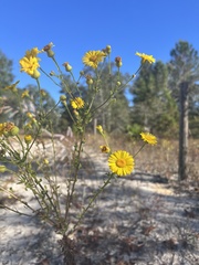 Chrysopsis scabrella