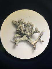 Hypogymnia imshaugii