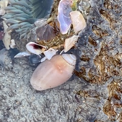 Neogastropoda