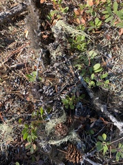 Hypogymnia imshaugii