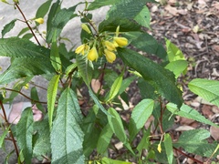 Corchorus cunninghamii