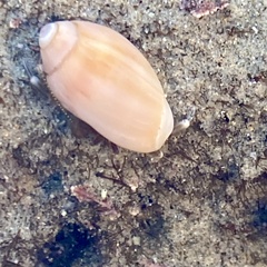 Neogastropoda