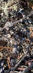 Hypogymnia imshaugii