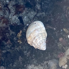 Neogastropoda