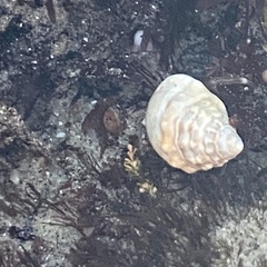 Neogastropoda