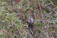 Platycercus eximius x adscitus