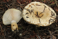 Lactarius olivinus