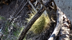Mammillaria rhodantha