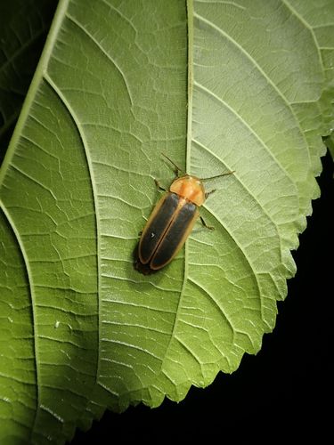 Photo of Rimmed Window Firefly (Pyrocoelia analis)