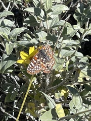 Euphydryas chalcedona hennei
