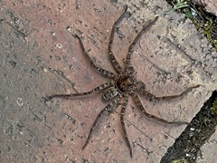 Heteropoda jugulans