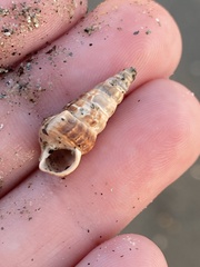 Cerithideopsis