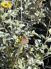 Euphydryas chalcedona hennei