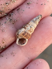 Cerithideopsis
