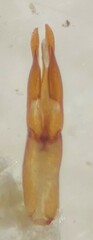 Hydrochus neosquamifer