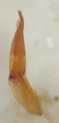 Hydrochus neosquamifer
