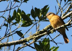 Pachyramphus castaneus