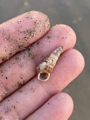 Cerithideopsis