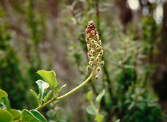 Anisomeria littoralis
