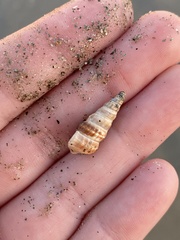 Cerithideopsis