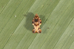 Argyrotaenia citharexylana