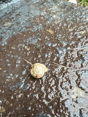 Polygyra cereolus
