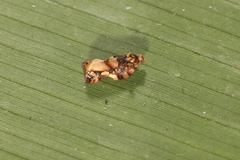 Argyrotaenia citharexylana