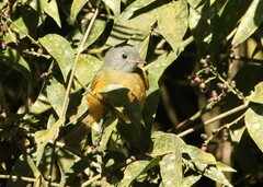 Mionectes rufiventris