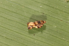 Argyrotaenia citharexylana