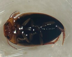 Hygrotus dissimilis