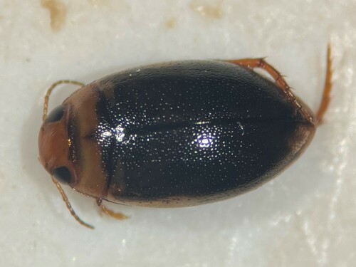 Dissimilar Predaceous Diving Beetle