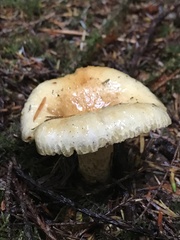Lactarius scrobiculatus