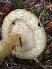 Lactarius scrobiculatus