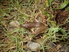 Rana longicrus