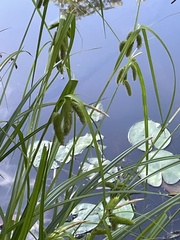 Carex fascicularis