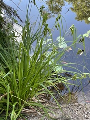 Carex fascicularis
