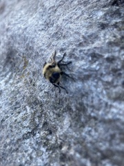 Cephenemyia