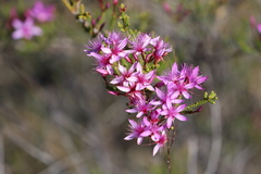 Calytrix microcoma