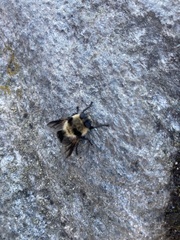 Cephenemyia