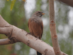 Emberiza sahari
