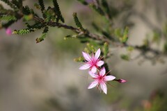 Calytrix microcoma