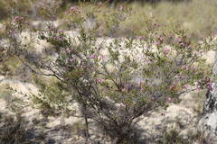 Calytrix microcoma