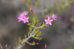 Calytrix microcoma