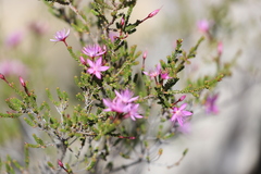 Calytrix microcoma